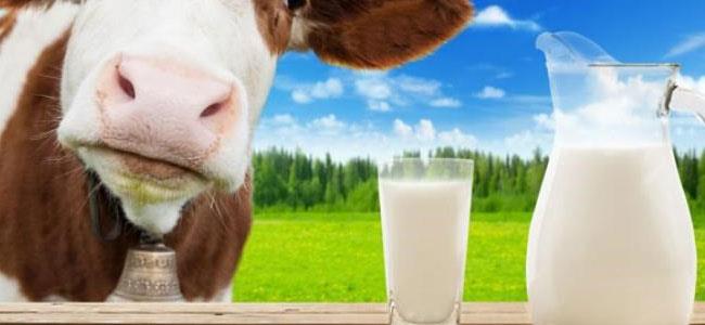 حليب الأبقار يهدّد البشريّة؟