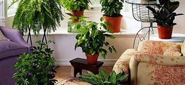 النباتات للتقليل من الحرارة في المنزل