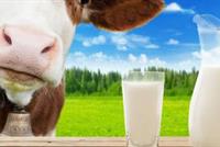 حليب الأبقار يهدّد البشريّة؟