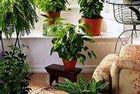 النباتات للتقليل من الحرارة في المنزل
